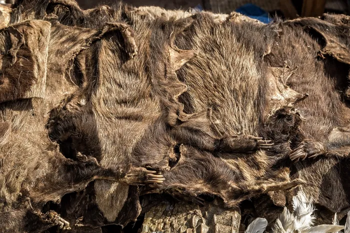 Framed Print : Pile of Honey badger skins for sale for traditional beliefs in Bamako market, Mali. October, 2017 Framed Print : Pile of Honey badger skins for sale for traditional beliefs in Bamako market, Mali. October, 2017
