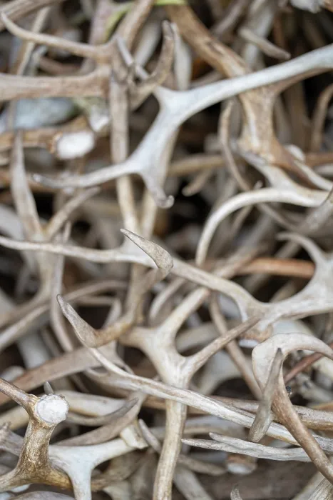Framed Print : Pile of Reindeer (Rangifer tarandus) antlers, Norrbotten, Lapland, Sweden. May Framed Print : Pile of Reindeer (Rangifer tarandus) antlers, Norrbotten, Lapland, Sweden. May