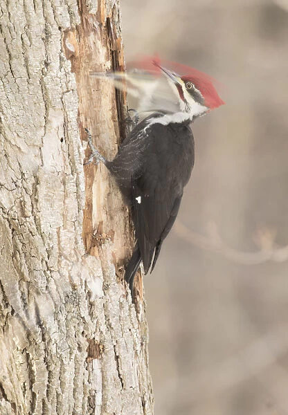 Pileated woodpecker (Dryocopus pileatus) male excavating in search of food, New York, USA