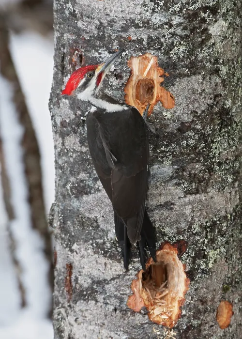 Framed Print : Pileated woodpecker (Dryocopus pileatus) feeding on tree trunk, Acadia National Park, Maine, USA. March Framed Print : Pileated woodpecker (Dryocopus pileatus) feeding on tree trunk, Acadia National Park, Maine, USA. March