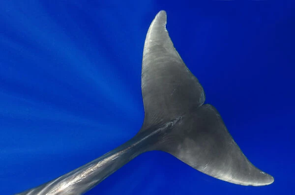Pilot whale (Globicephala macorhynchus) close-up of submerged adult