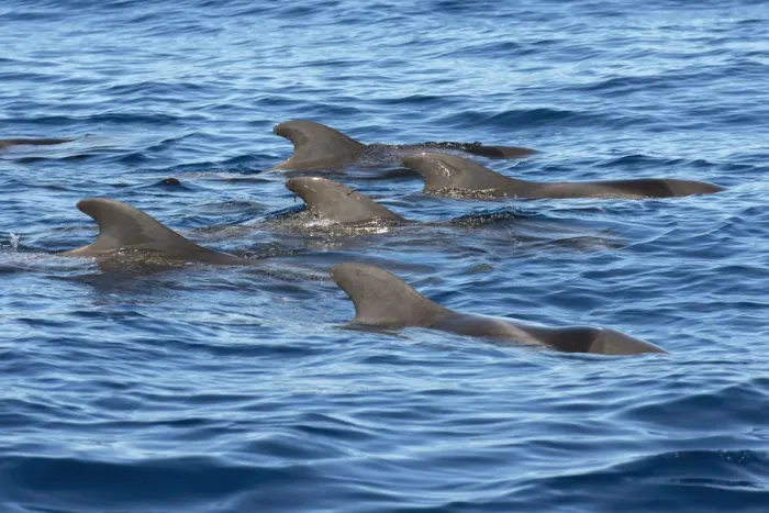 Framed Print : Pilot whale (Globicephala macorhynchus) group at surface. Tenerife, Canary Islands Framed Print : Pilot whale (Globicephala macorhynchus) group at surface. Tenerife, Canary Islands