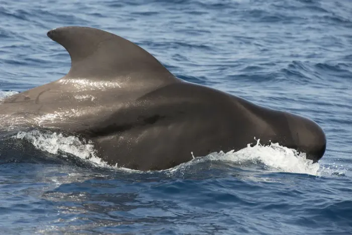 Framed Print : Pilot whale (Globicephala macorhynchus) at surface before diving, Tenerife Framed Print : Pilot whale (Globicephala macorhynchus) at surface before diving, Tenerife