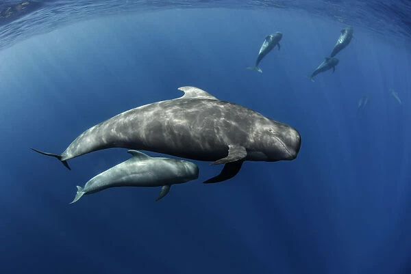 Pilot whale (Globicephala macrorhynchus) pod swimming. Tenerife, Canary Islands. August