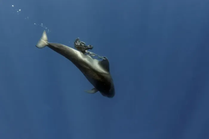 Framed Print : Pilot whale (Globicephala macrorhynchus) calf playing with a plastic bag, Tenerife Framed Print : Pilot whale (Globicephala macrorhynchus) calf playing with a plastic bag, Tenerife