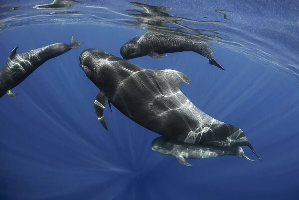 Pilot whale (Globicephala macrorhynchus) pod, Tenerife, Canary Islands