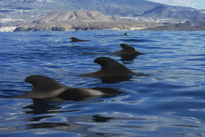 Framed Print : Pilot whale (Globicephala macrorhynchus) pod, at surface, Montana de Guaza, Arona Framed Print : Pilot whale (Globicephala macrorhynchus) pod, at surface, Montana de Guaza, Arona