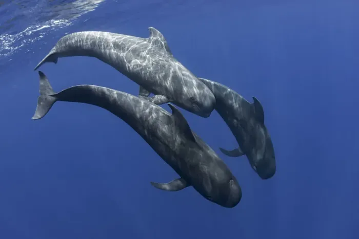 Framed Print : Pilot whale (Globicephala macrorhynchus) two swimming, Tenerife, Canary Islands Framed Print : Pilot whale (Globicephala macrorhynchus) two swimming, Tenerife, Canary Islands