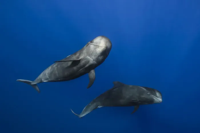 Framed Print : Pilot whales (Globicephala macrorhynchus) just below surface, Tenerife, Canary Islands