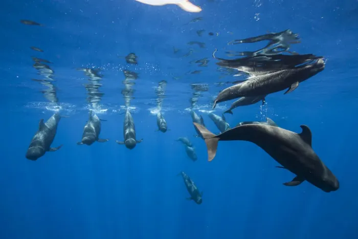 Framed Print : Pilot whales (Globicephala macrorhynchus) just below surface, Tenerife, Canary Islands