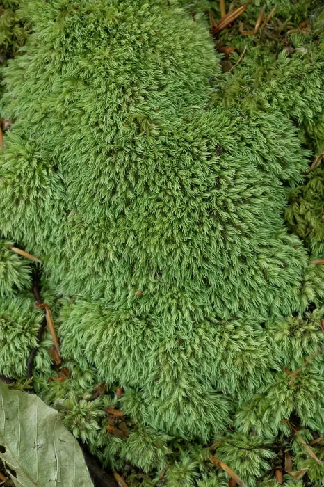 Framed Print : Pin cushion moss (Leucobryum glaucum) close up, Golitha Fall, Cornwall, UK. May Framed Print : Pin cushion moss (Leucobryum glaucum) close up, Golitha Fall, Cornwall, UK. May
