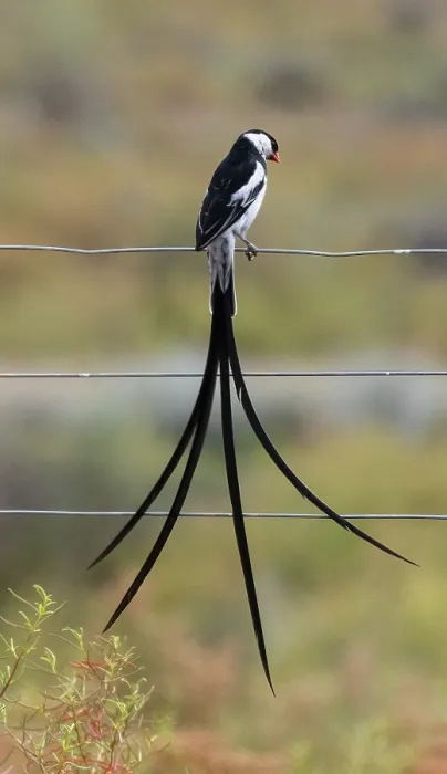 Framed Print : Pin-tailed whydah (Vidua macroura) male, perched on a wire fence hunting insects, Robertston, Cape Province, South Africa Framed Print : Pin-tailed whydah (Vidua macroura) male, perched on a wire fence hunting insects, Robertston, Cape Province, South Africa