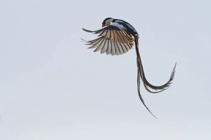 Framed Print : Pin-tailed whydah (Vidua macroura) male in display flight. Allahein River, Gambia Framed Print : Pin-tailed whydah (Vidua macroura) male in display flight. Allahein River, Gambia