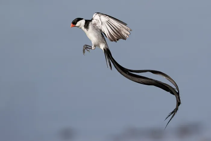 Framed Print : Pin-tailed whydah (Vidua macroura) male in display flight, Allahein river, The Gambia Framed Print : Pin-tailed whydah (Vidua macroura) male in display flight, Allahein river, The Gambia