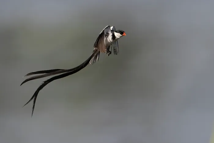 Framed Print : Pin-tailed whydah (Vidua macroura) male in display flight, Allahein river, The Gambia Framed Print : Pin-tailed whydah (Vidua macroura) male in display flight, Allahein river, The Gambia