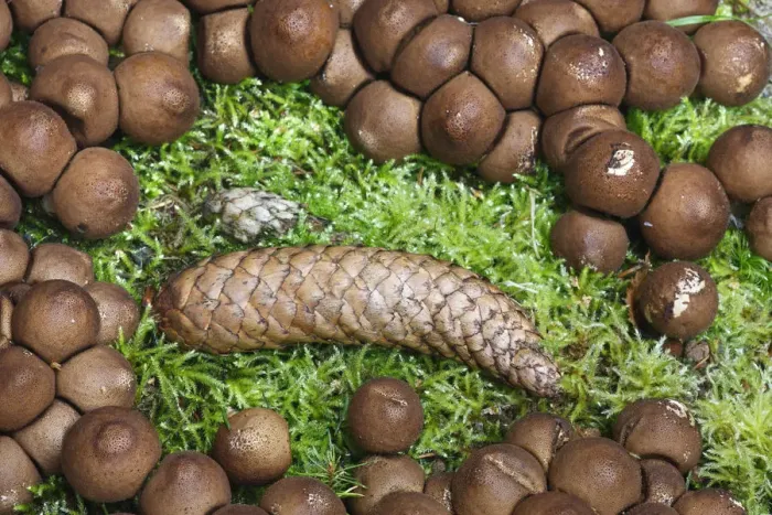 Framed Print : Pine cone on Moss surrounded by Fungi, Brtnicky Hradek, Ceske Svycarsko  /  Bohemian