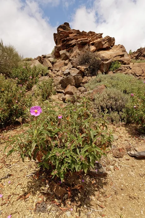 Framed Print : Pine forest cistus (Cistus symphytifolius) in flower El Portillo Botanical Garden, Teide National Park, Tenerife, Canary Islands. May Framed Print : Pine forest cistus (Cistus symphytifolius) in flower El Portillo Botanical Garden, Teide National Park, Tenerife, Canary Islands. May