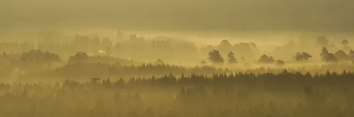 Framed Print : Pine forest on misty autumn morning, Rothiemurchus Forest, Cairngorms National Park Framed Print : Pine forest on misty autumn morning, Rothiemurchus Forest, Cairngorms National Park
