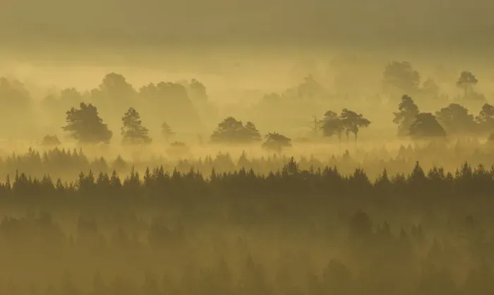 Framed Print : Pine forest on misty autumn morning, Rothiemurchus Forest, Cairngorms National Park Framed Print : Pine forest on misty autumn morning, Rothiemurchus Forest, Cairngorms National Park