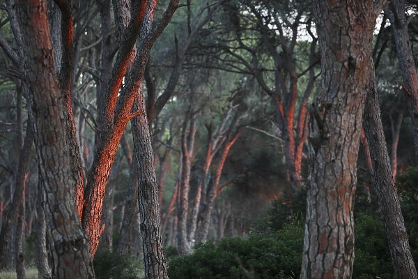 Pine forest (Pinus sp) in a wetland, Patras area, The Peloponnese, Greece, May 2009