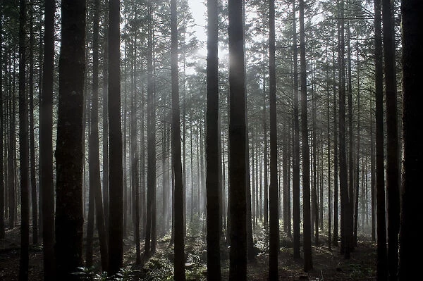 Pine forest with rays of light shining through trees, Montado do Barreiro Natural Park