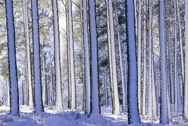Pine forest after snowstorm, Strathspey, Scotland, UK