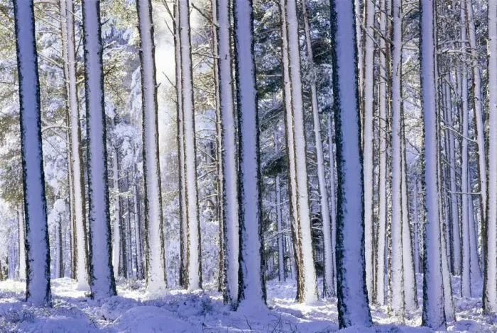 Framed Print : Pine forest after snowstorm, Strathspey, Scotland, UK Framed Print : Pine forest after snowstorm, Strathspey, Scotland, UK