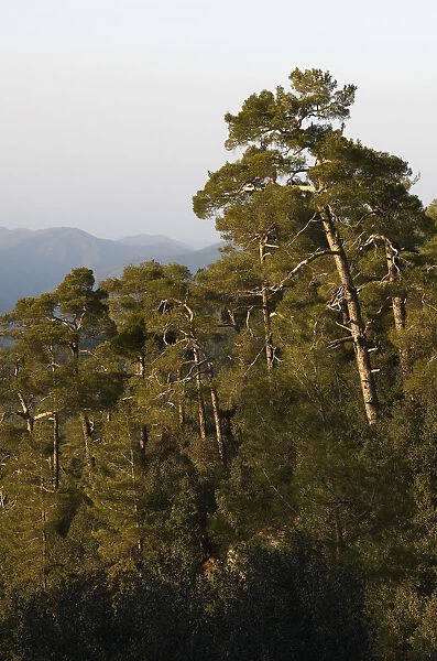 Pine forest in Troodos mountains, Cyprus, April 2009