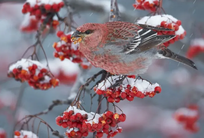 Framed Print : Pine Grosbeak male (Pinicola enucleator)and traffic light Oulu, Finland, December Framed Print : Pine Grosbeak male (Pinicola enucleator)and traffic light Oulu, Finland, December