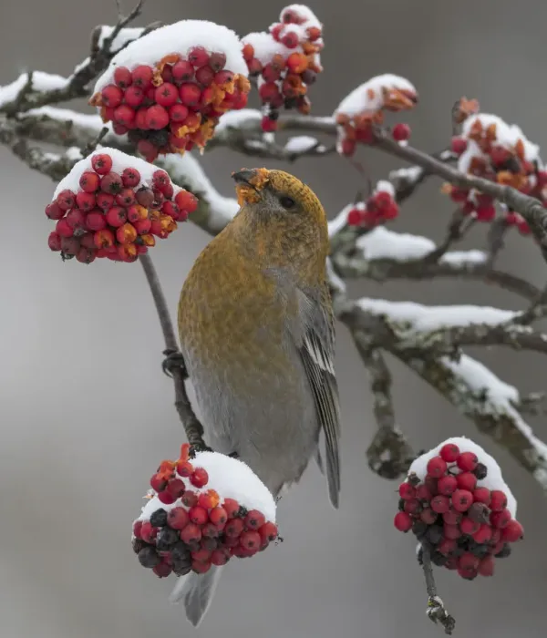 Framed Print : Pine grosbeak (Pinicola enucleator) female feeding on snow covered Rowan (Sorbus sp Framed Print : Pine grosbeak (Pinicola enucleator) female feeding on snow covered Rowan (Sorbus sp
