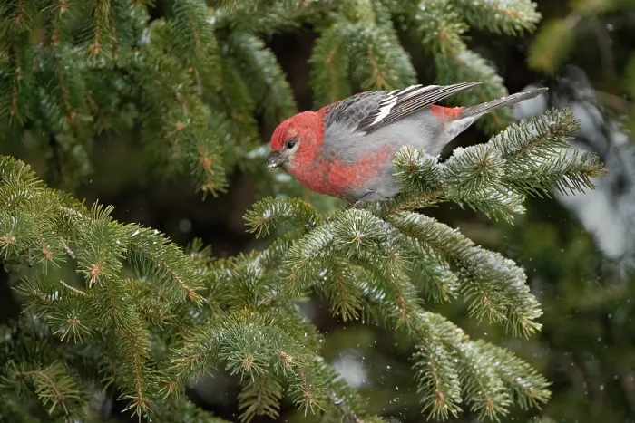 Framed Print : Pine grosbeak (Pinicola enucleator) male, feeding on Spruce (Picea sp.) buds in late winter, Burlington, Vermont, USA. February Framed Print : Pine grosbeak (Pinicola enucleator) male, feeding on Spruce (Picea sp.) buds in late winter, Burlington, Vermont, USA. February
