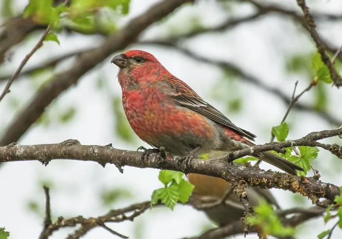 Framed Print : Pine grosbeak (Pinicola enucleator) male, perched in tree, Antila, Finnish Lapland, Finland. May Framed Print : Pine grosbeak (Pinicola enucleator) male, perched in tree, Antila, Finnish Lapland, Finland. May
