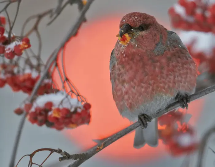 Framed Print : Pine Grosbeak (Pinicola enucleator) male feeding on berries with traffic light behind Framed Print : Pine Grosbeak (Pinicola enucleator) male feeding on berries with traffic light behind