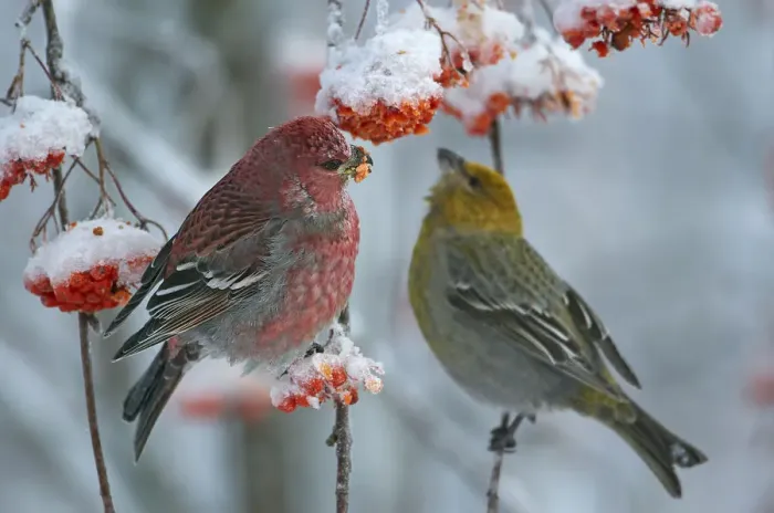 Framed Print : Pine grosbeak (Pinicola enucleator) male and female, Liminka, Finland, January Framed Print : Pine grosbeak (Pinicola enucleator) male and female, Liminka, Finland, January