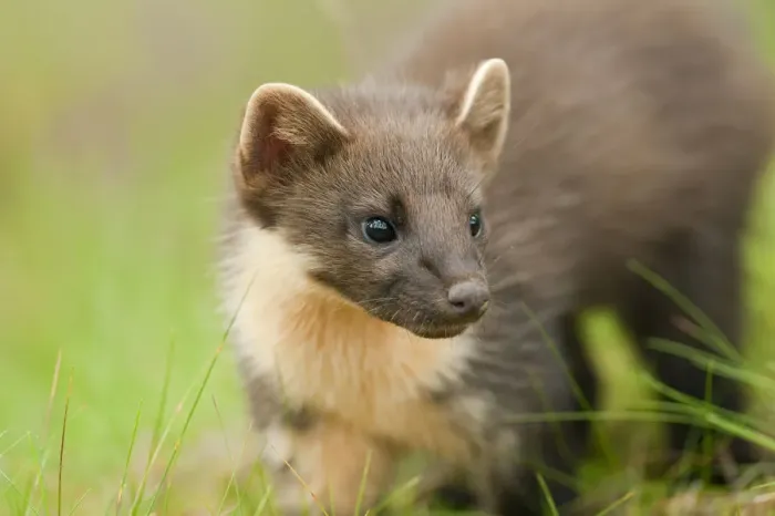 Framed Print : Pine marten (Martes martes) 4-5 month kit in caledonian forest, The Black Isle, Highlands Framed Print : Pine marten (Martes martes) 4-5 month kit in caledonian forest, The Black Isle, Highlands