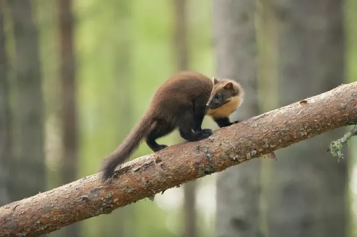 Framed Print : Pine marten (Martes martes) 4-5 month kit walking along branch in caledonian forest