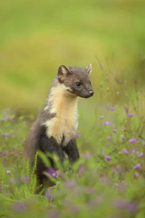 Framed Print : Pine marten (Martes martes) adult female, portrait, in caledonian forest, The Black Isle Framed Print : Pine marten (Martes martes) adult female, portrait, in caledonian forest, The Black Isle