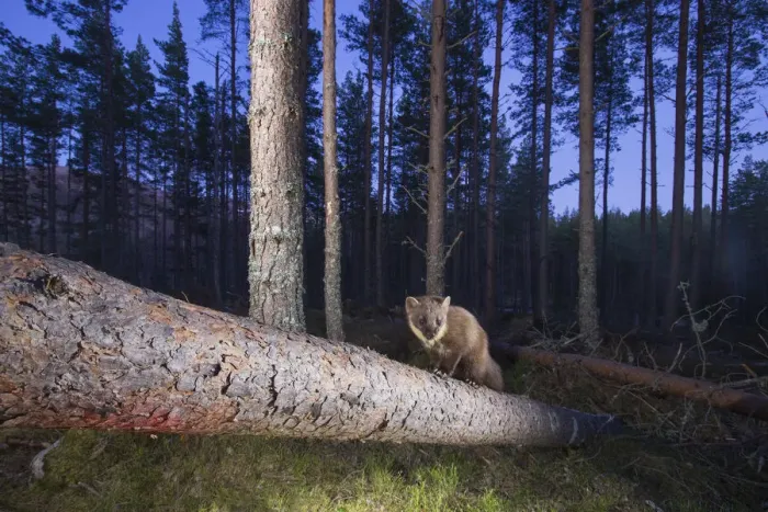 Framed Print : Pine marten (Martes martes) on fallen branch in pine forest at dusk, Glenfeshie Framed Print : Pine marten (Martes martes) on fallen branch in pine forest at dusk, Glenfeshie