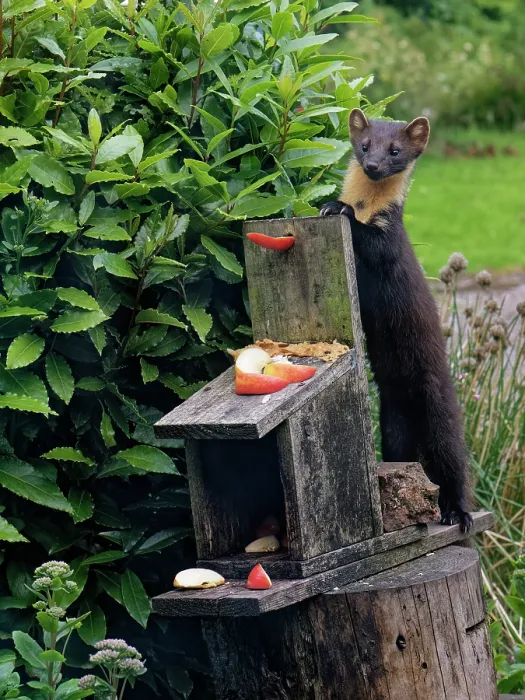 Framed Print : Pine marten (Martes martes) feeding on peanut butter and apples at a feeding station in a garden at dusk, Argyll, Scotland, UK. July Framed Print : Pine marten (Martes martes) feeding on peanut butter and apples at a feeding station in a garden at dusk, Argyll, Scotland, UK. July