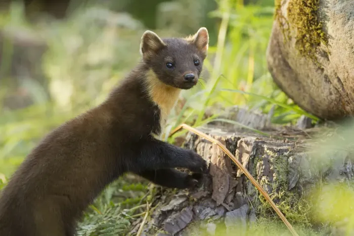 Framed Print : Pine marten (Martes martes) juvenile in woodland, Beinn Eighe National Nature Reserve Framed Print : Pine marten (Martes martes) juvenile in woodland, Beinn Eighe National Nature Reserve