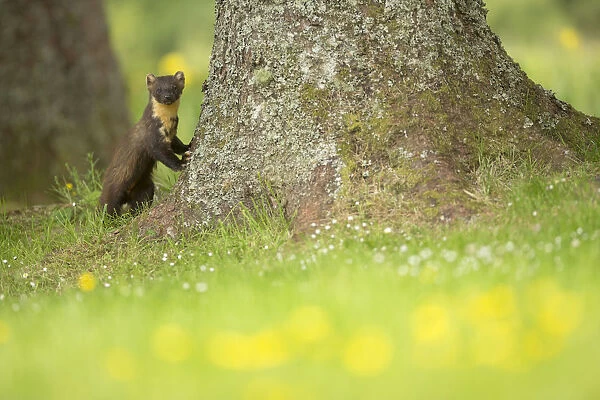 Pine marten (Martes martes) leaning against tree with flowers in foreground, Ardnamurchan