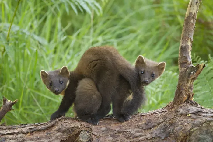 Framed Print : Pine marten (Martes martes) two playing on fallen pine log in woodland, Beinn Eighe Framed Print : Pine marten (Martes martes) two playing on fallen pine log in woodland, Beinn Eighe
