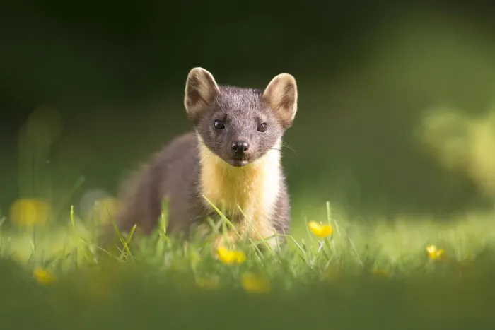 Framed Print : Pine marten (Martes martes) portrait, amongst buttercups, Ardnamurchan, Lochaber Framed Print : Pine marten (Martes martes) portrait, amongst buttercups, Ardnamurchan, Lochaber