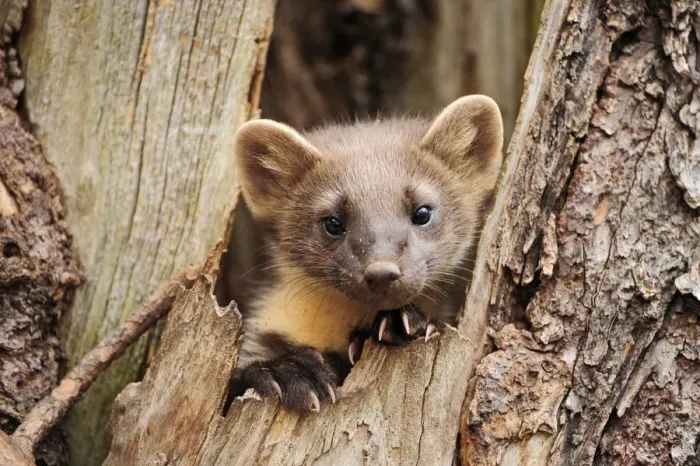 Framed Print : Pine marten (Martes martes) in tree trunk, Finland, July Framed Print : Pine marten (Martes martes) in tree trunk, Finland, July