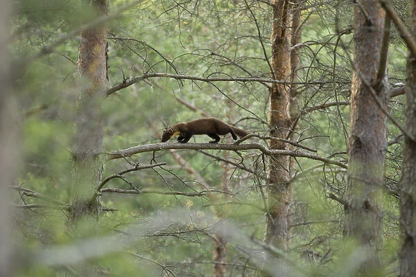 Pine marten (Martes martes) youngster moving through branches in woodland, Beinn