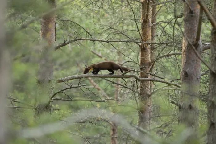 Framed Print : Pine marten (Martes martes) youngster moving through branches in woodland, Beinn Framed Print : Pine marten (Martes martes) youngster moving through branches in woodland, Beinn