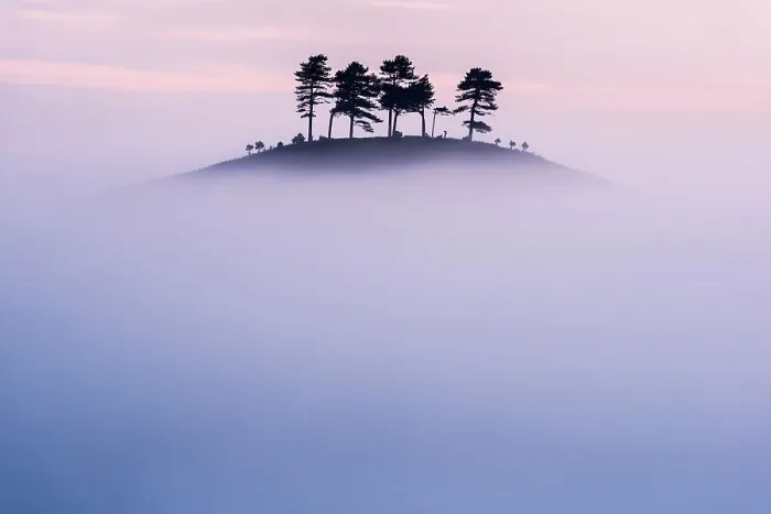 Framed Print : Pine (Pinus sp) trees on Colmer's Hill, in morning mist. Near Bridport, Dorset, England, UK. September 2012 Framed Print : Pine (Pinus sp) trees on Colmer's Hill, in morning mist. Near Bridport, Dorset, England, UK. September 2012