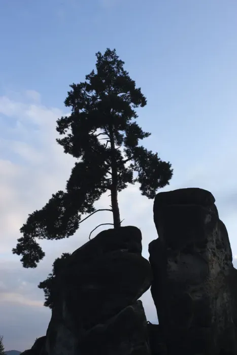 Framed Print : Pine tree growing on rock silhouetted, Jetrichovice, Ceske Svycarsko / Bohemian Switzerland Framed Print : Pine tree growing on rock silhouetted, Jetrichovice, Ceske Svycarsko / Bohemian Switzerland