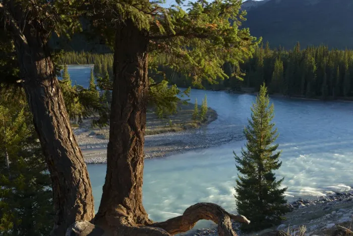 Framed Print : Pine trees by the Athabasca River near Jasper, Jasper National Park, Alberta, Canada Framed Print : Pine trees by the Athabasca River near Jasper, Jasper National Park, Alberta, Canada