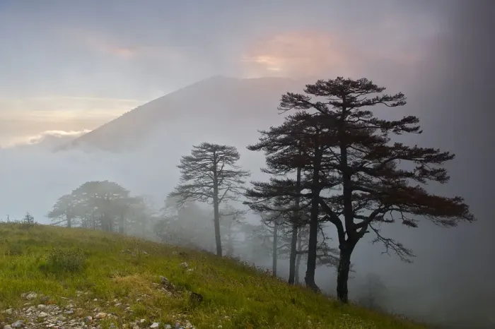 Framed Print : Pine trees in clouds, Llogoraja National Park, Albania, June 2009